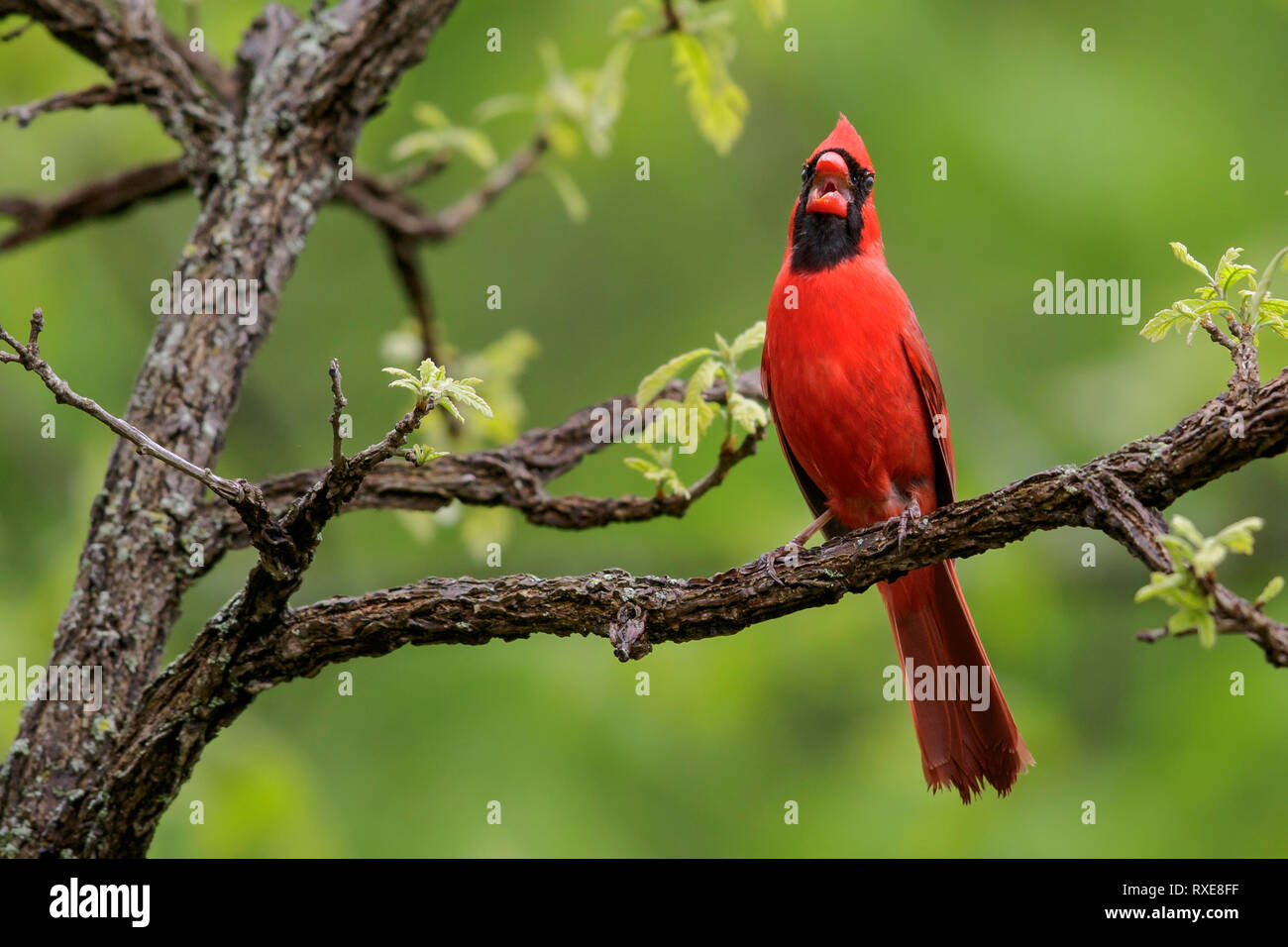 Il Cardinale settentrionale (Cardinalis cardinalis) appollaiato su un ramo nel sud-est della Ontario, Canada. Foto Stock