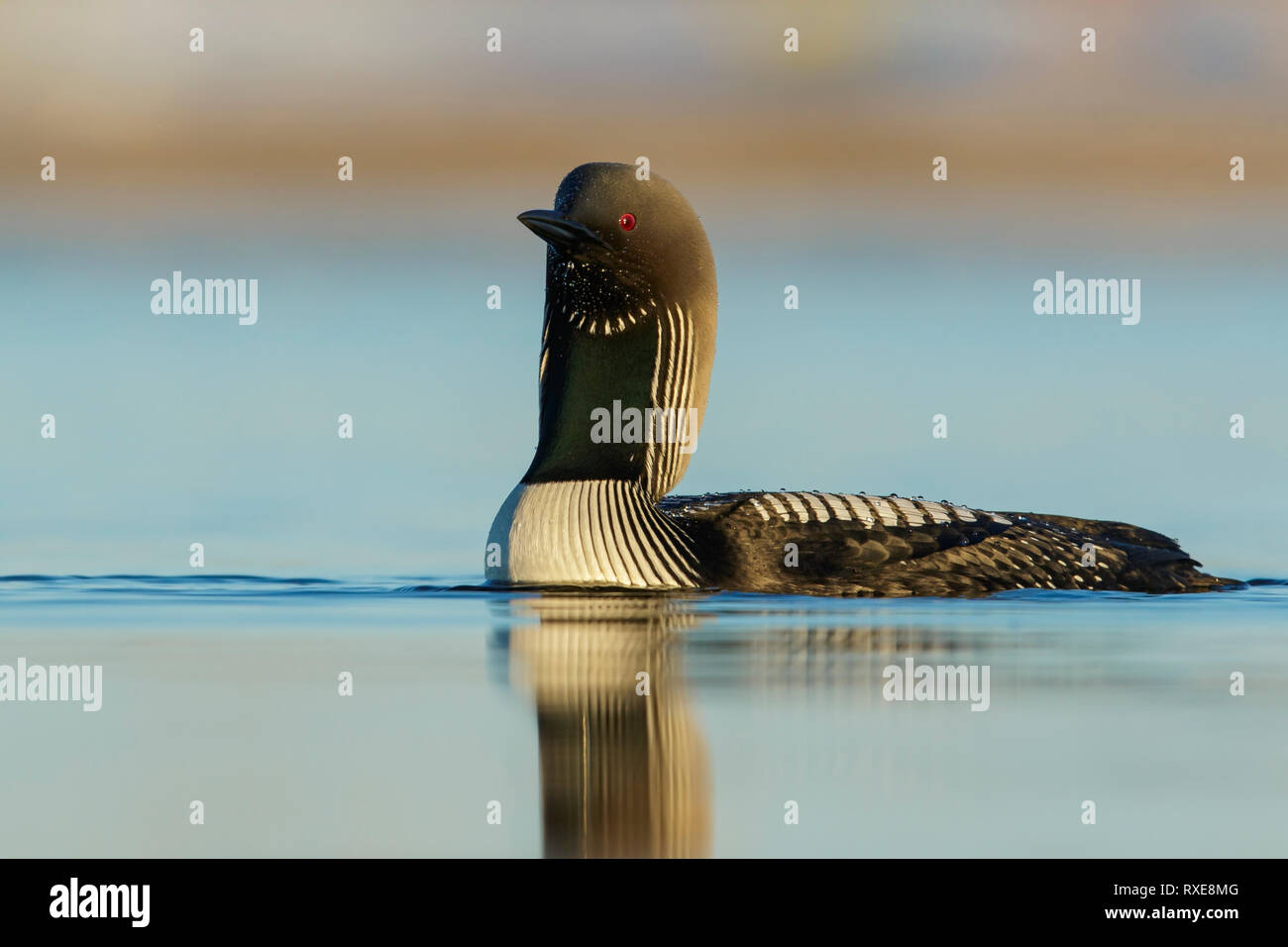 Pacific Loon (Gavia pacifica) alimentazione su un piccolo stagno sulla tundra nel nord dell'Alaska. Foto Stock