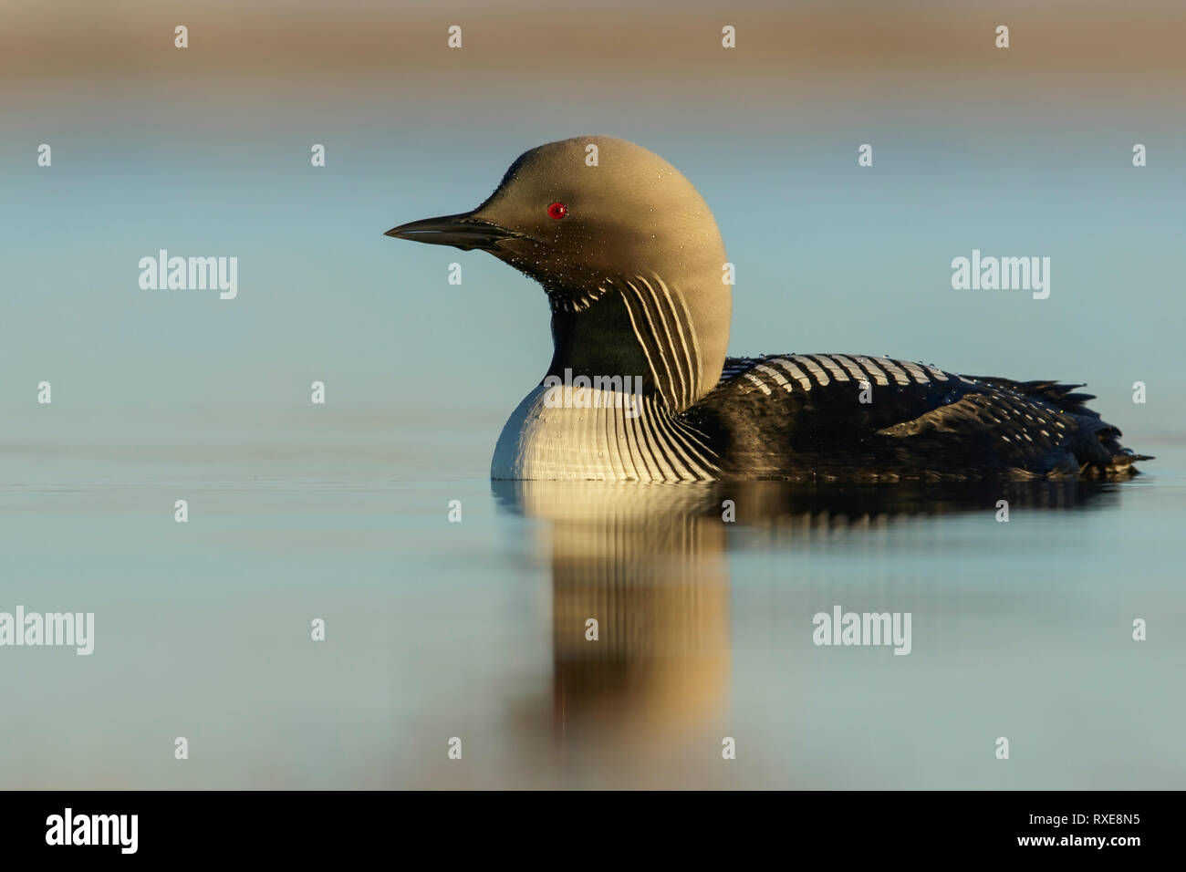 Pacific Loon (Gavia pacifica) alimentazione su un piccolo stagno sulla tundra nel nord dell'Alaska. Foto Stock