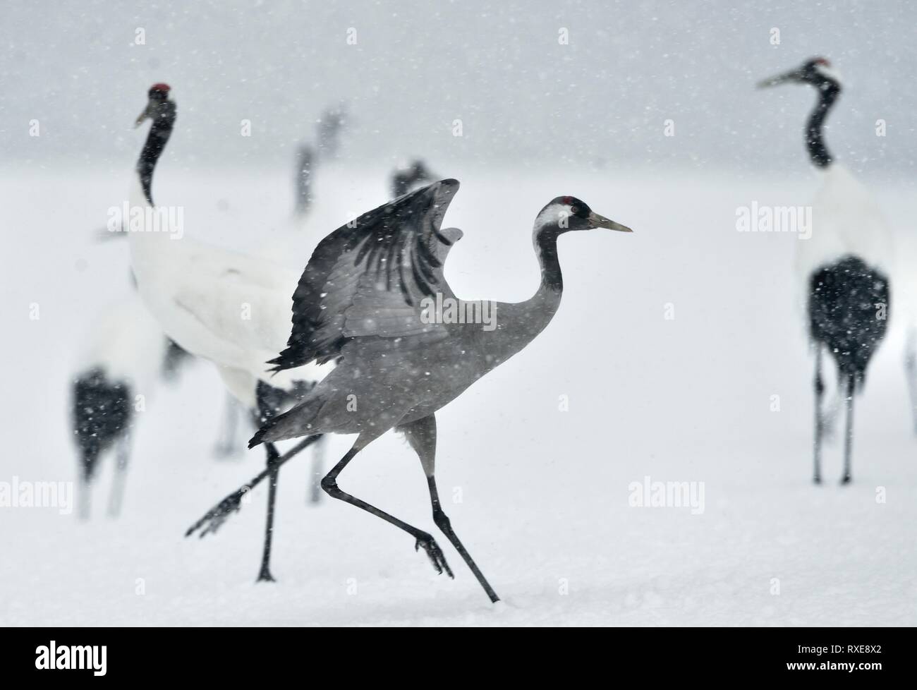 Il rosso-incoronato autogru e gru eurasiatica. Nome scientifico: Grus japonensis, chiamato anche il giapponese o Manchurian gru, è un grande East Asian gru Foto Stock