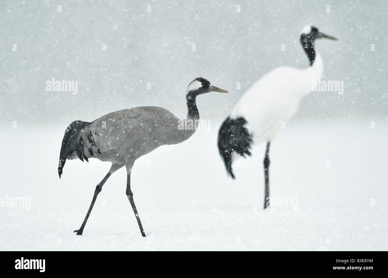 Il rosso-incoronato autogru e gru eurasiatica. Nome scientifico: Grus japonensis, chiamato anche il giapponese o Manchurian gru, è un grande East Asian gru Foto Stock