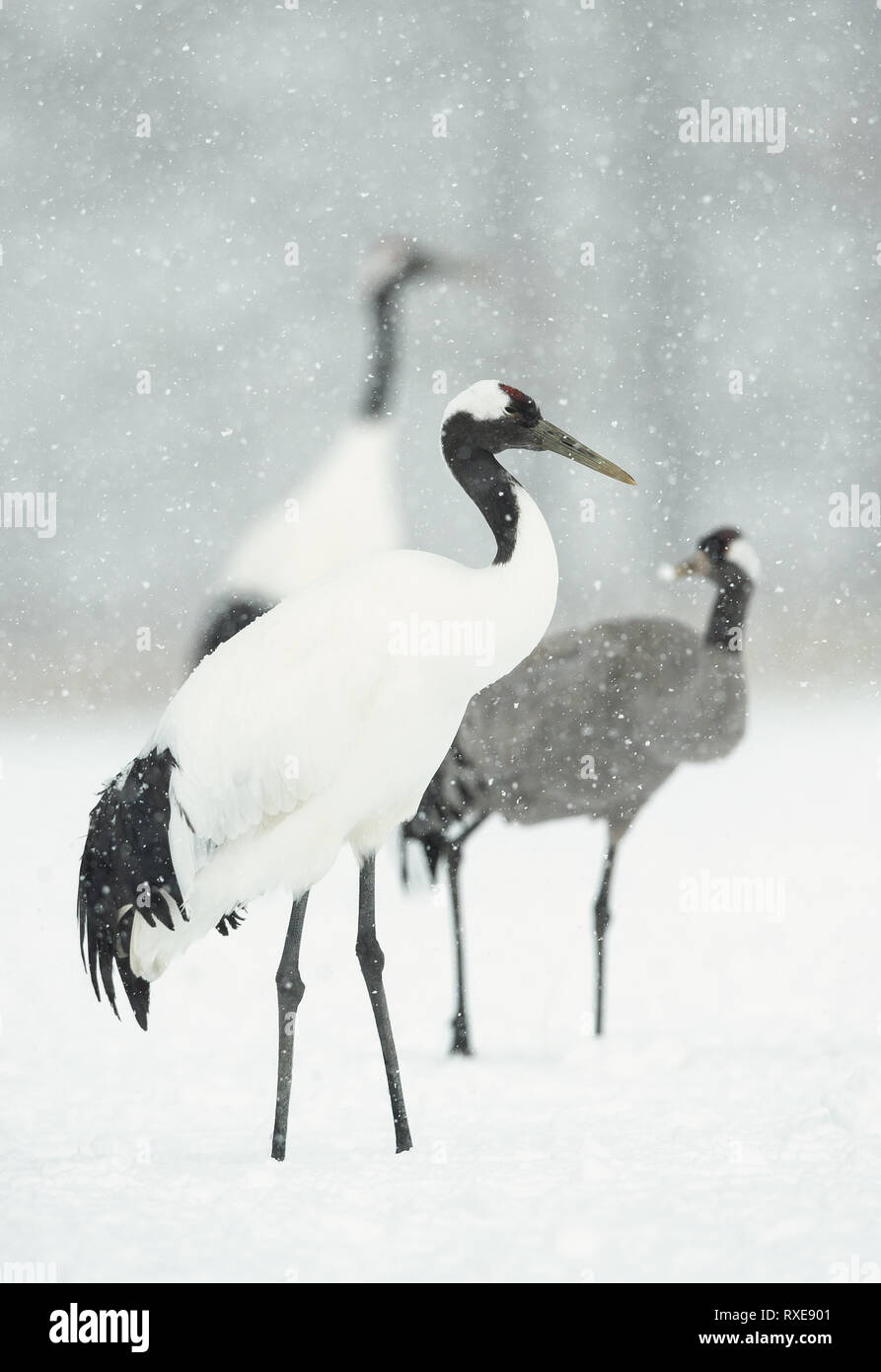 Il rosso-incoronato autogru e gru eurasiatica. Nome scientifico: Grus japonensis, chiamato anche il giapponese o Manchurian gru, è un grande East Asian gru Foto Stock