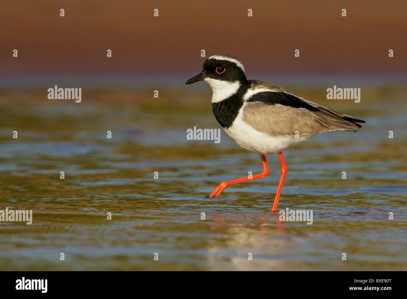 Pied Plover (Hoploxypterus cayanus) nella regione Pantalal del Brasile. Foto Stock