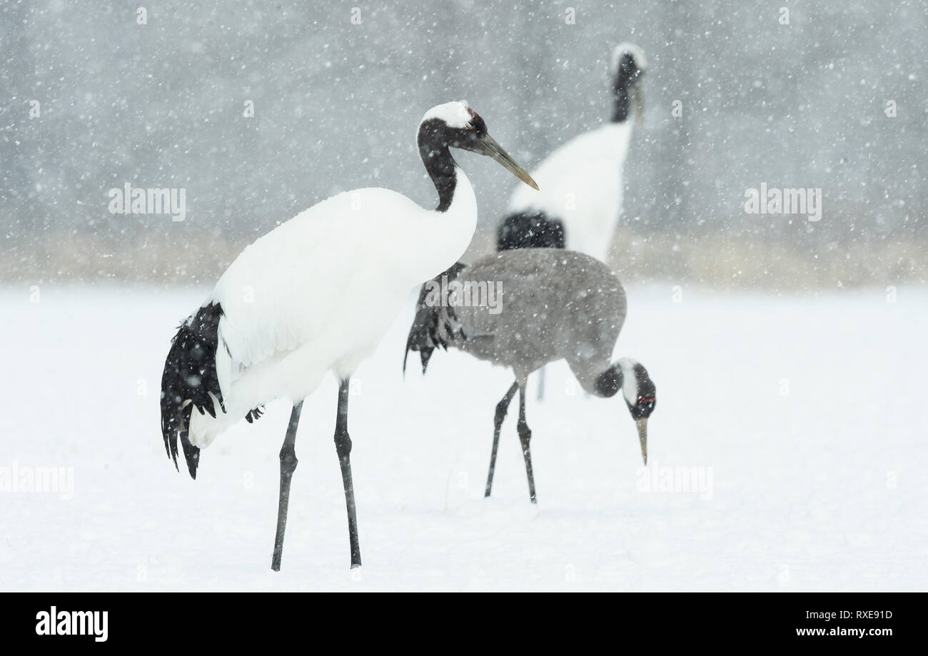Il rosso-incoronato autogru e gru eurasiatica. Nome scientifico: Grus japonensis, chiamato anche il giapponese o Manchurian gru, è un grande East Asian gru Foto Stock