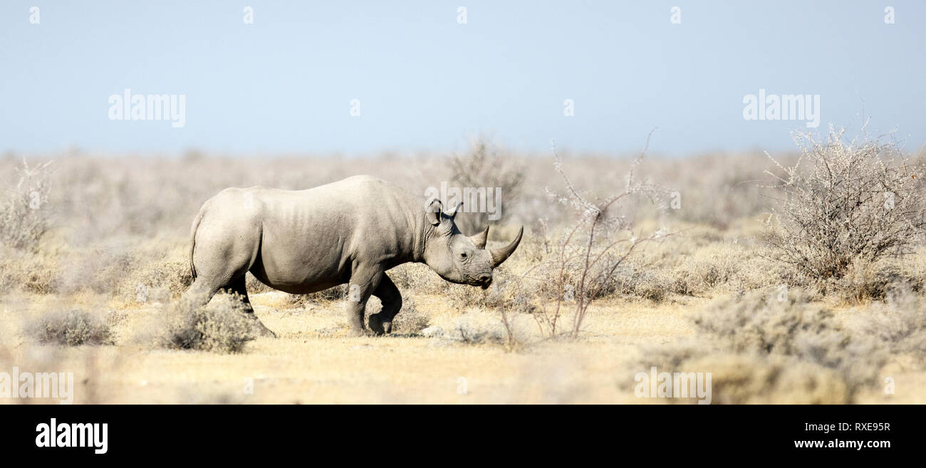 Un rinoceronte nero in Etosha, Parco Nazionale, Namibia. Foto Stock Un rinoceronte nero in Etosha, Parco Nazionale, Namibia. Foto Stock