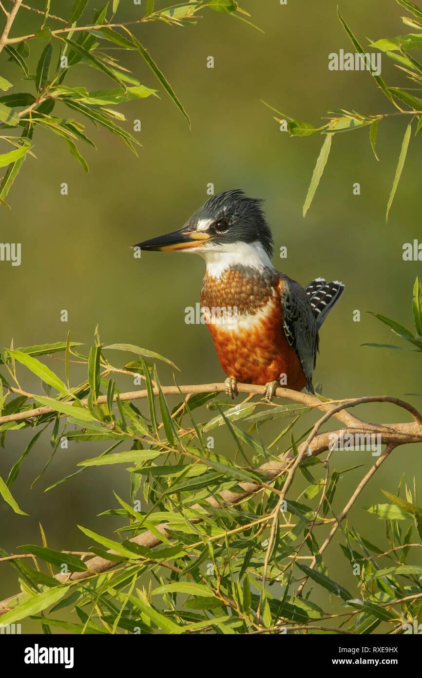 Di inanellare Kingfisher (Megaceryle torquata) nella regione Pantalal del Brasile Foto Stock
