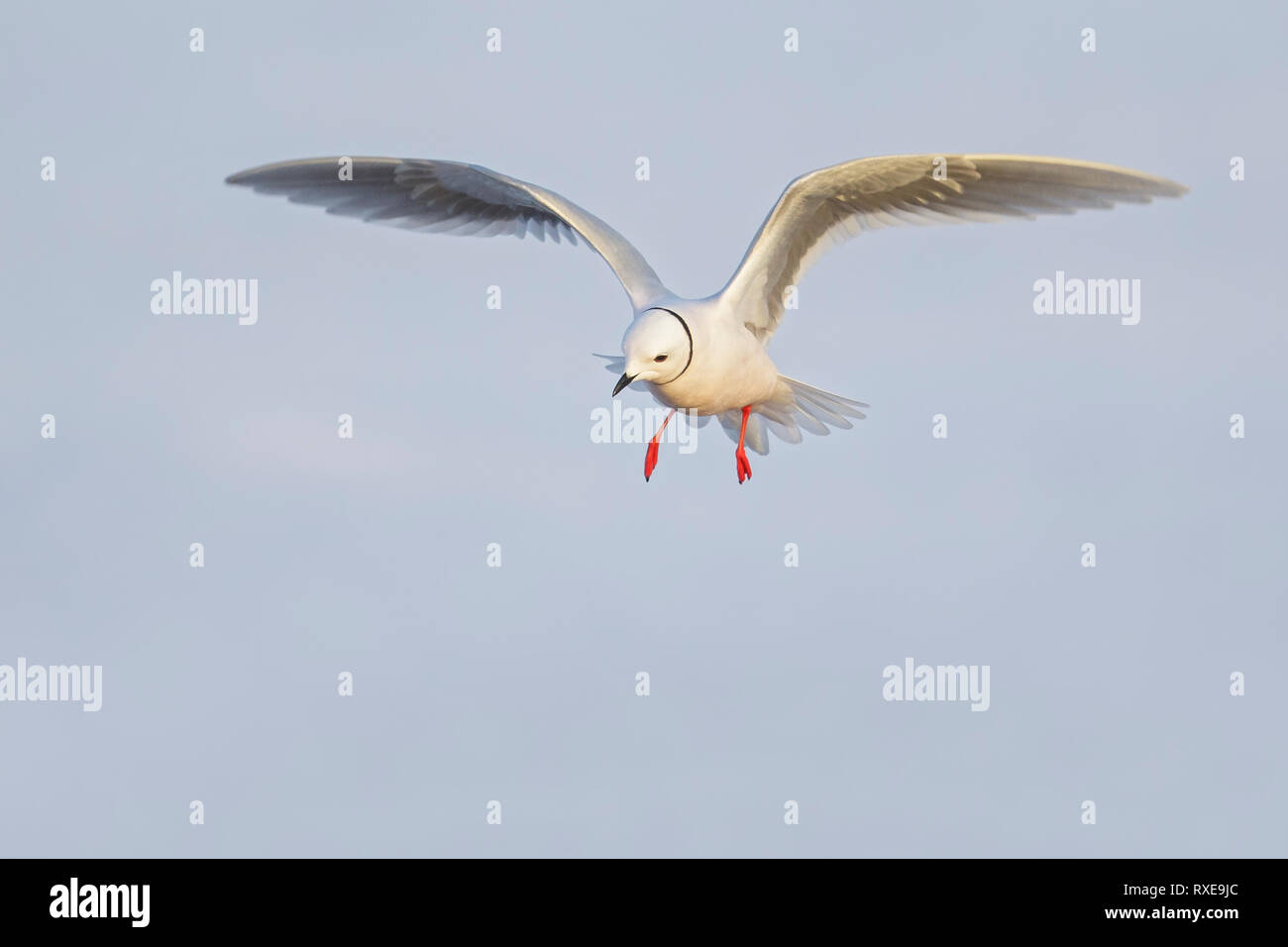 Ross il gabbiano (Rhodostethia rosea) volando sopra un piccolo stagno sulla tundra nel nord dell'Alaska. Foto Stock