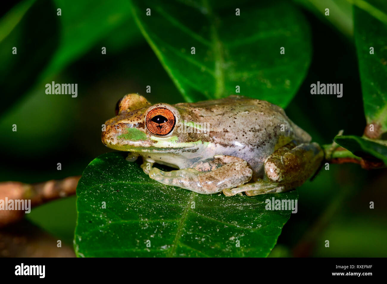 Treefrog cubano in appoggio sulla foglia Foto Stock