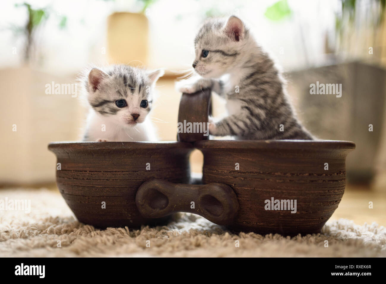 Due piccoli e graziosi bianco grigio gattini in allegro sono seduti in marrone doppio pot. Foto Stock