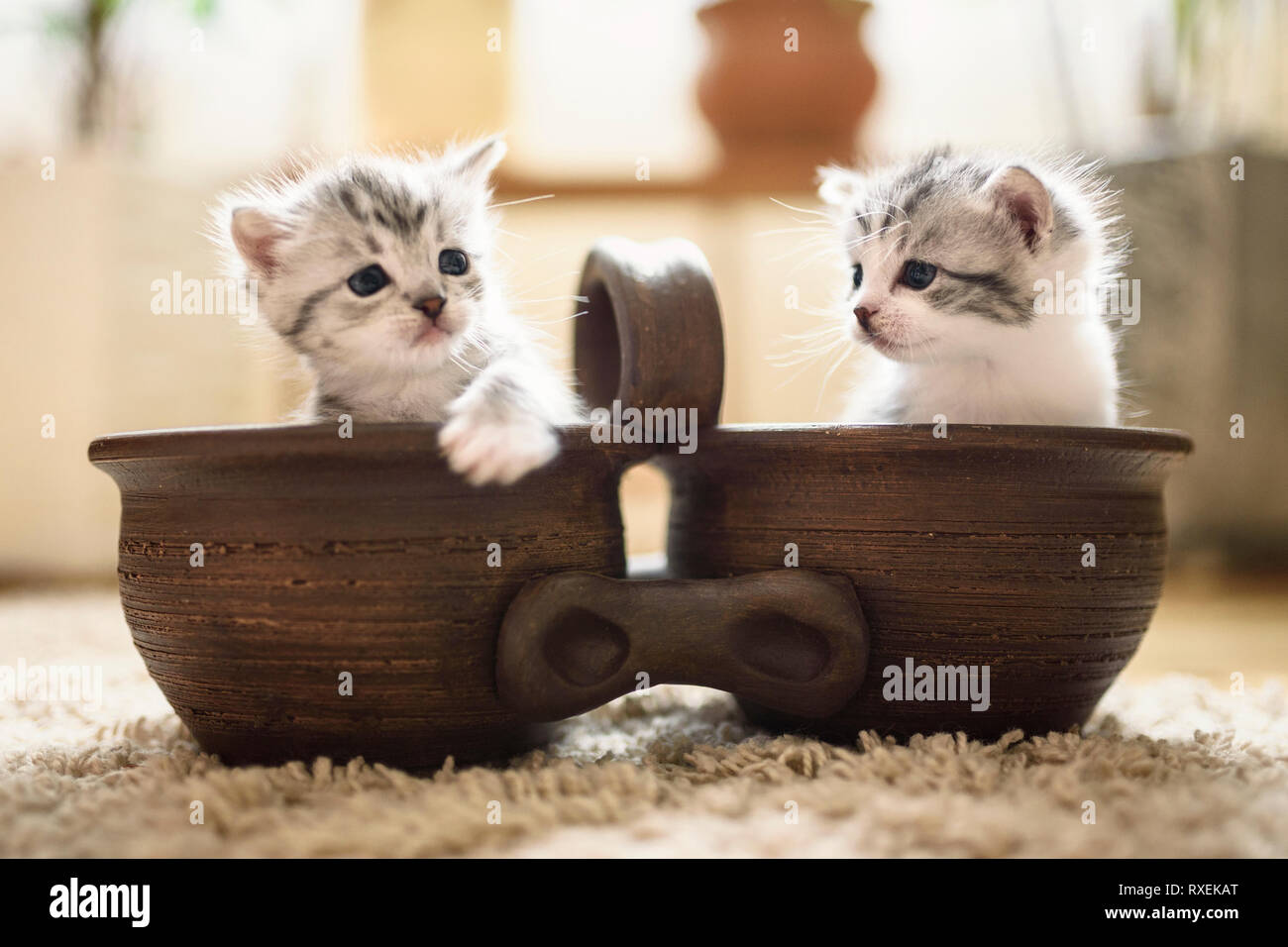 Due adorabili gattini sono seduti in vaso e sguardo curioso in diverse parti. Foto Stock