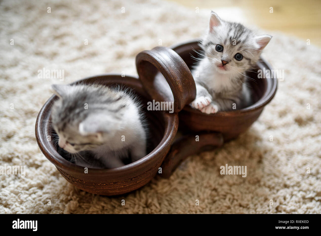 Due incantevoli bianco grigio gattini sono seduti in marrone vaso doppia. Foto Stock