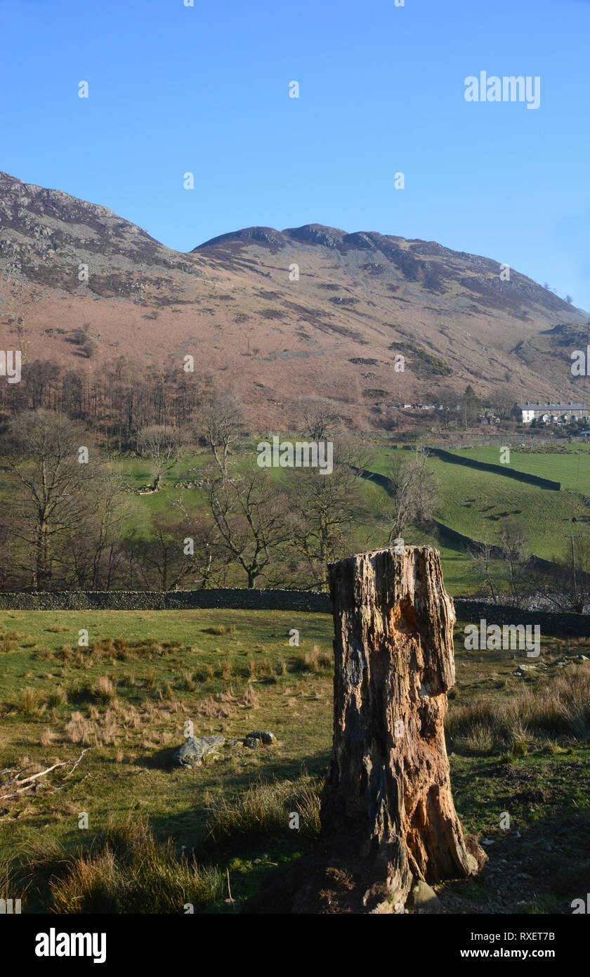 Un albero morto il moncone e la Wainwright Glenridding Dodd in Glenridding nel Parco Nazionale del Distretto dei Laghi, Cumbria, Inghilterra, Regno Unito. Foto Stock