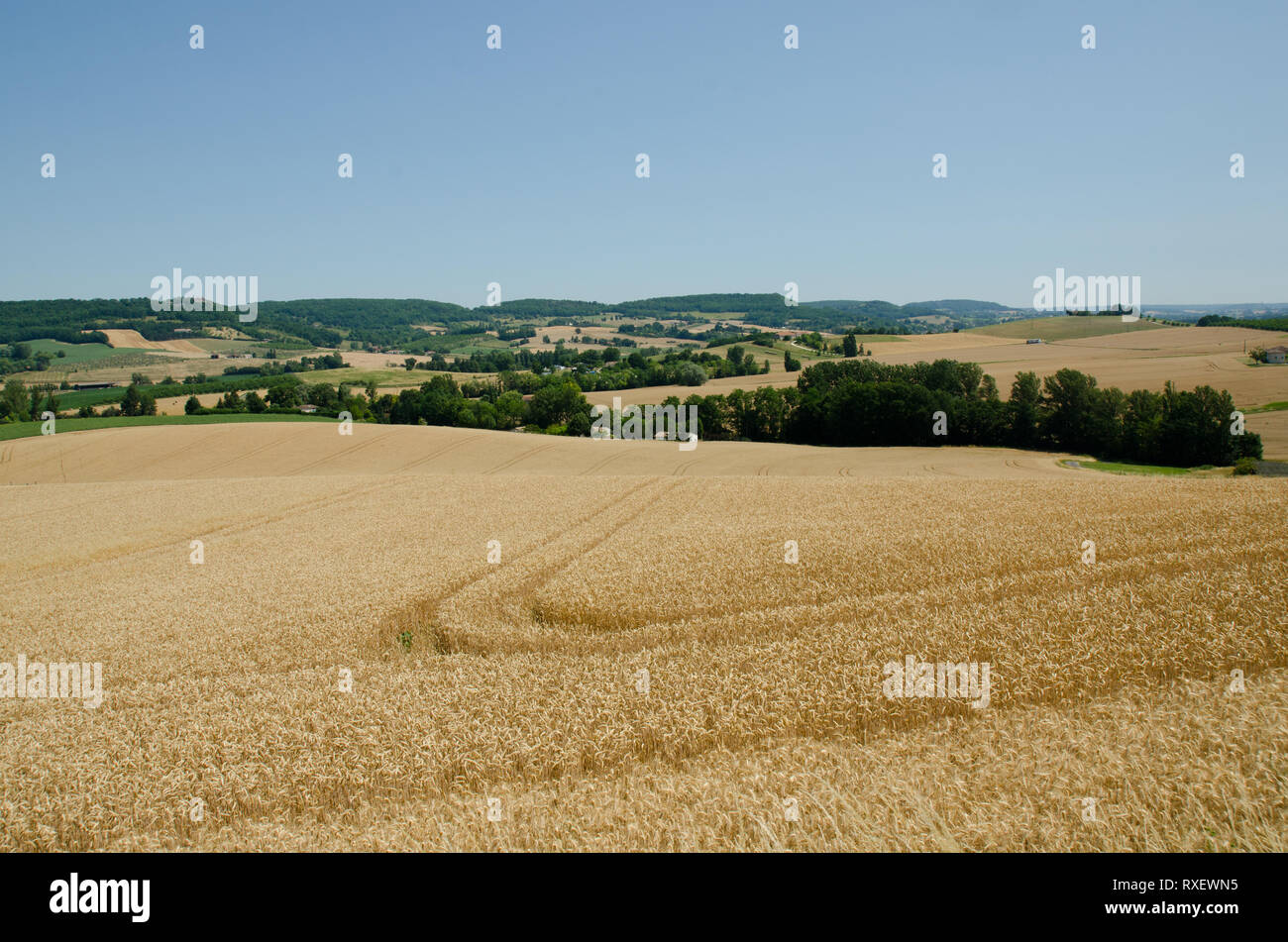 Campo di grano nella campagna francese Foto Stock