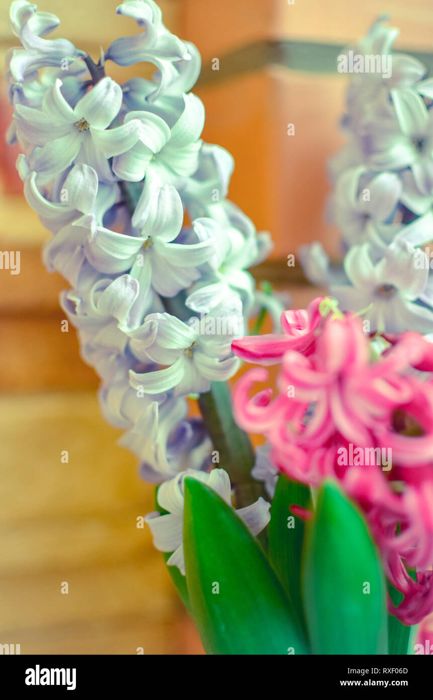 Bouquet con rosa e giacinto blu. messa a fuoco selettiva e sfondo blured Foto Stock