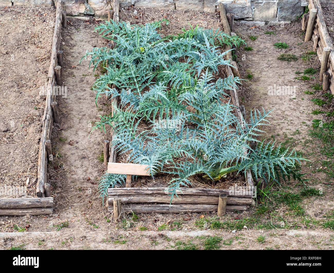 Letto giardino con piante di carciofo in giardino in Lombardia nella stagione invernale Foto Stock