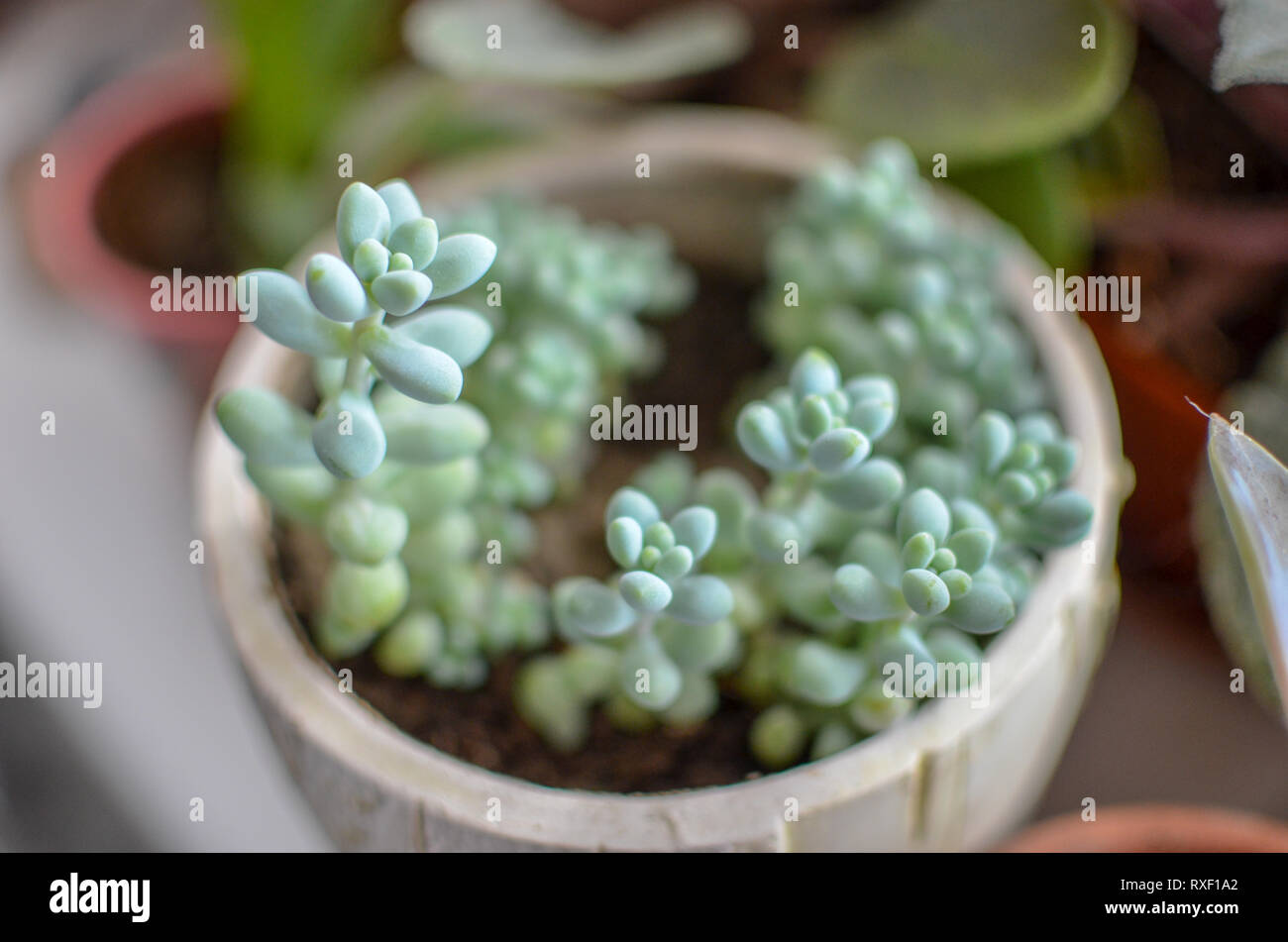 Vasi di piante di sedum closeup con blured sullo sfondo di altre piante Foto Stock