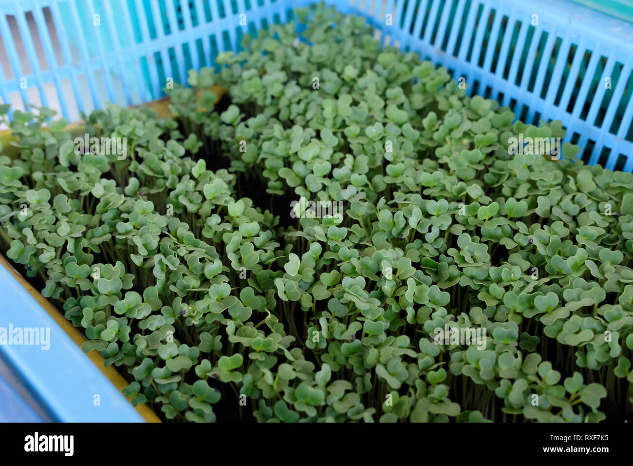 Piantine che crescono in vassoio di coltivazione piantagione di vegetali Foto Stock