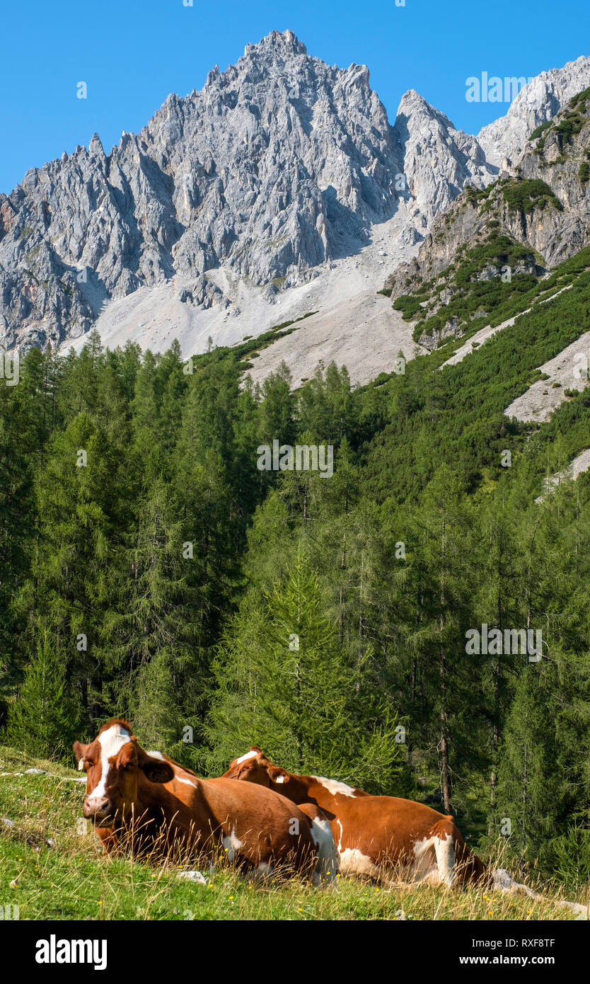 Bovini di riposo in un prato alpino vicino Bachlalm nelle Alpi austriache. Foto Stock