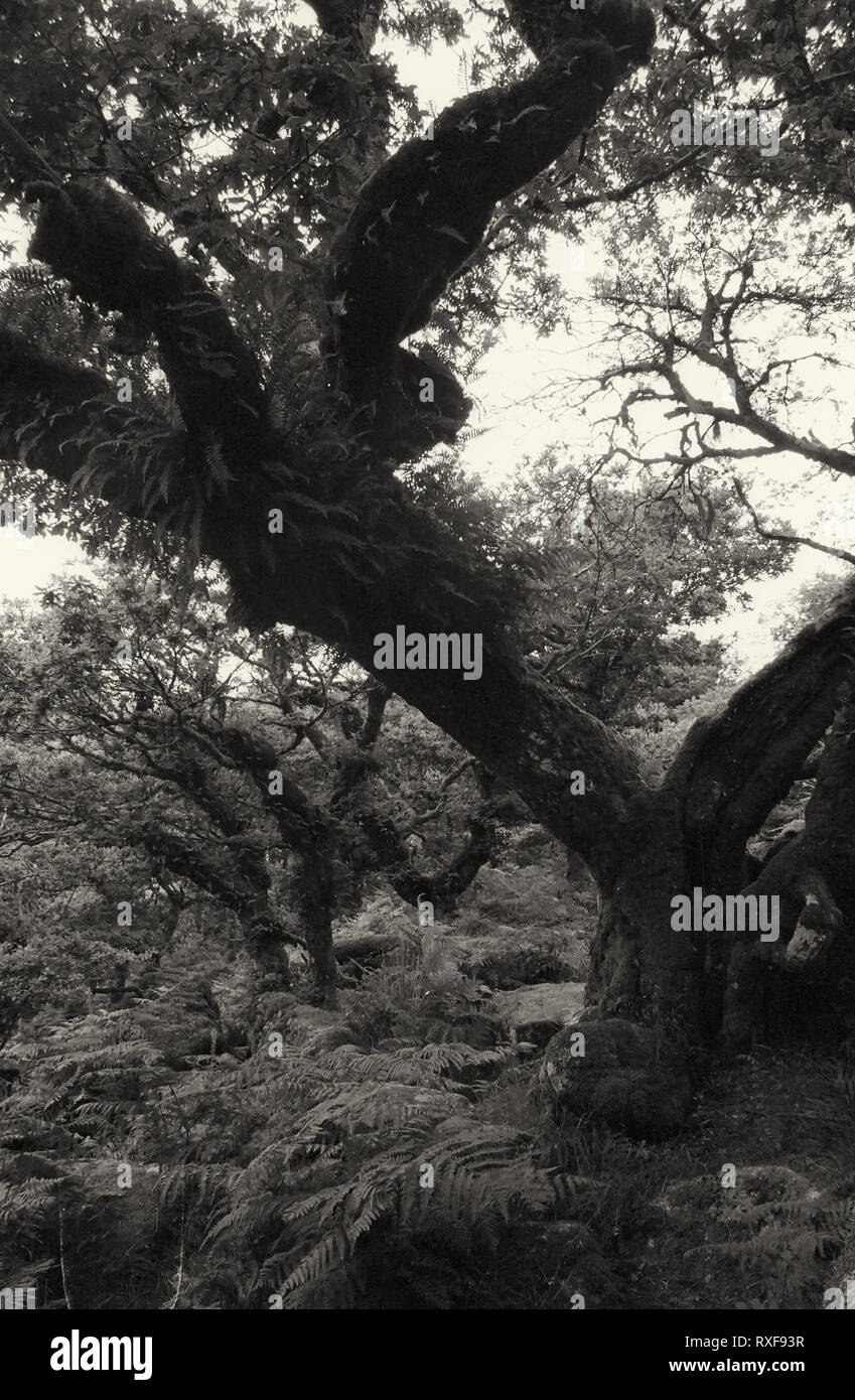 Wistman il legno: antico bosco di querce, ripetutamente stregata Dartmoor Devon, Regno Unito. Film in bianco e nero fotografia Foto Stock