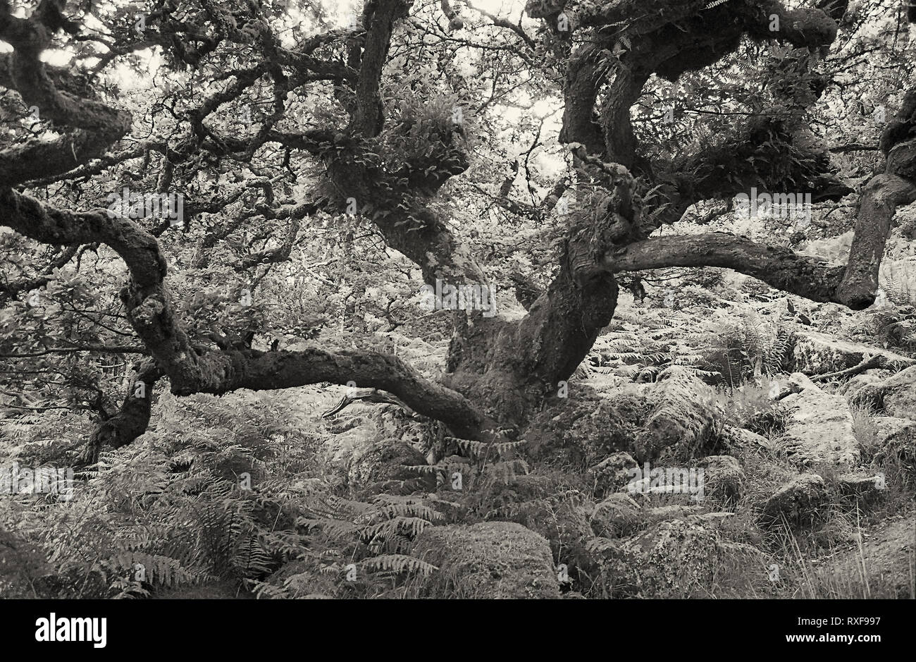 Wistman il legno: antico bosco di querce, ripetutamente stregata Dartmoor Devon, Regno Unito. Film in bianco e nero fotografia Foto Stock