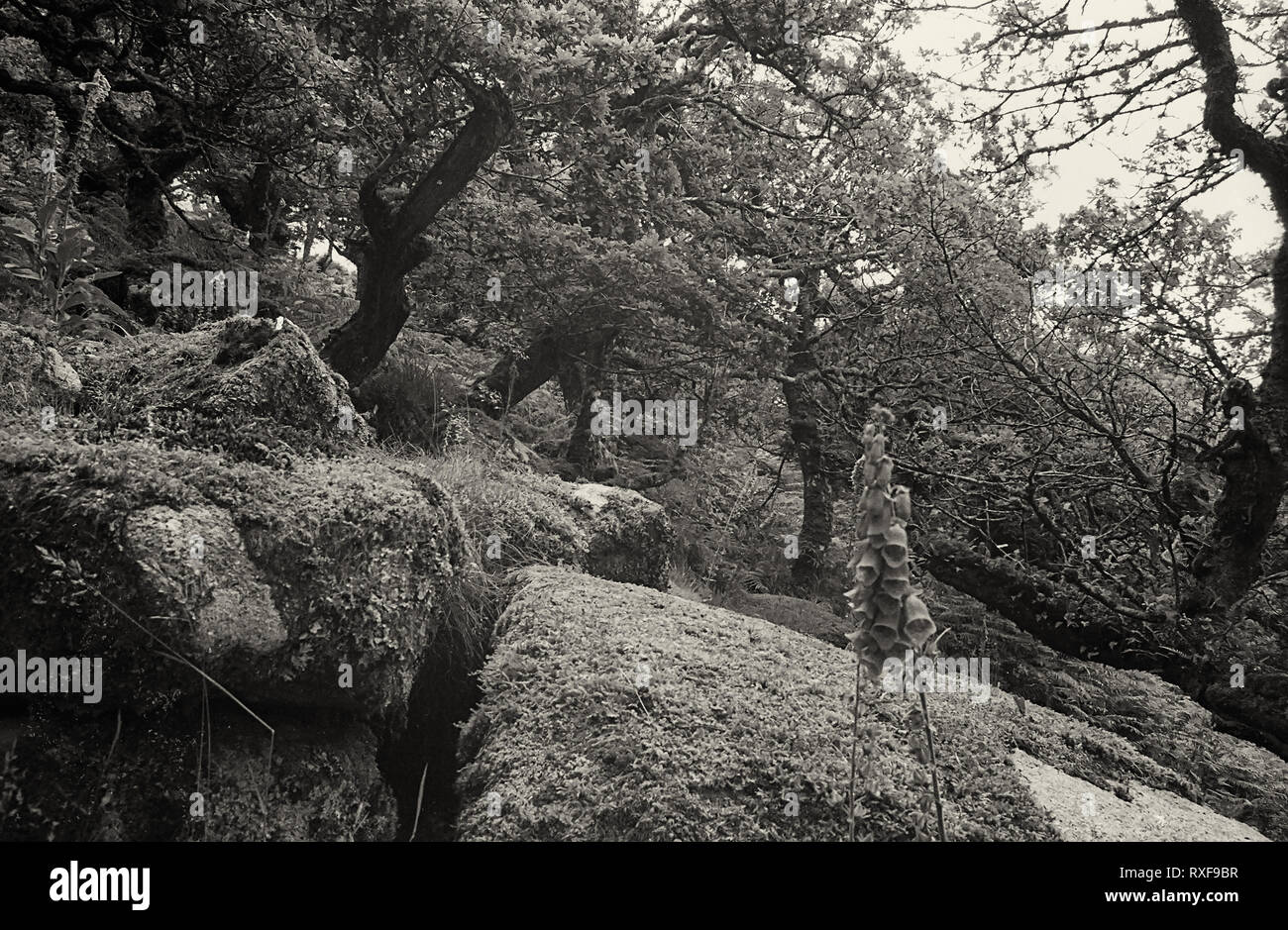 Wistman il legno: antico bosco di querce, ripetutamente stregata Dartmoor Devon, Regno Unito. Film in bianco e nero fotografia Foto Stock