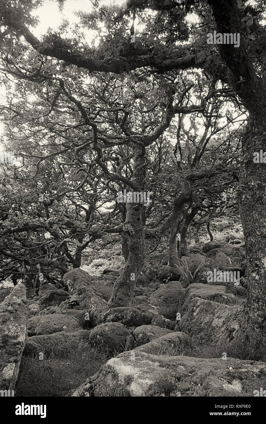 Wistman il legno: antico bosco di querce, ripetutamente stregata Dartmoor Devon, Regno Unito. Film in bianco e nero fotografia Foto Stock
