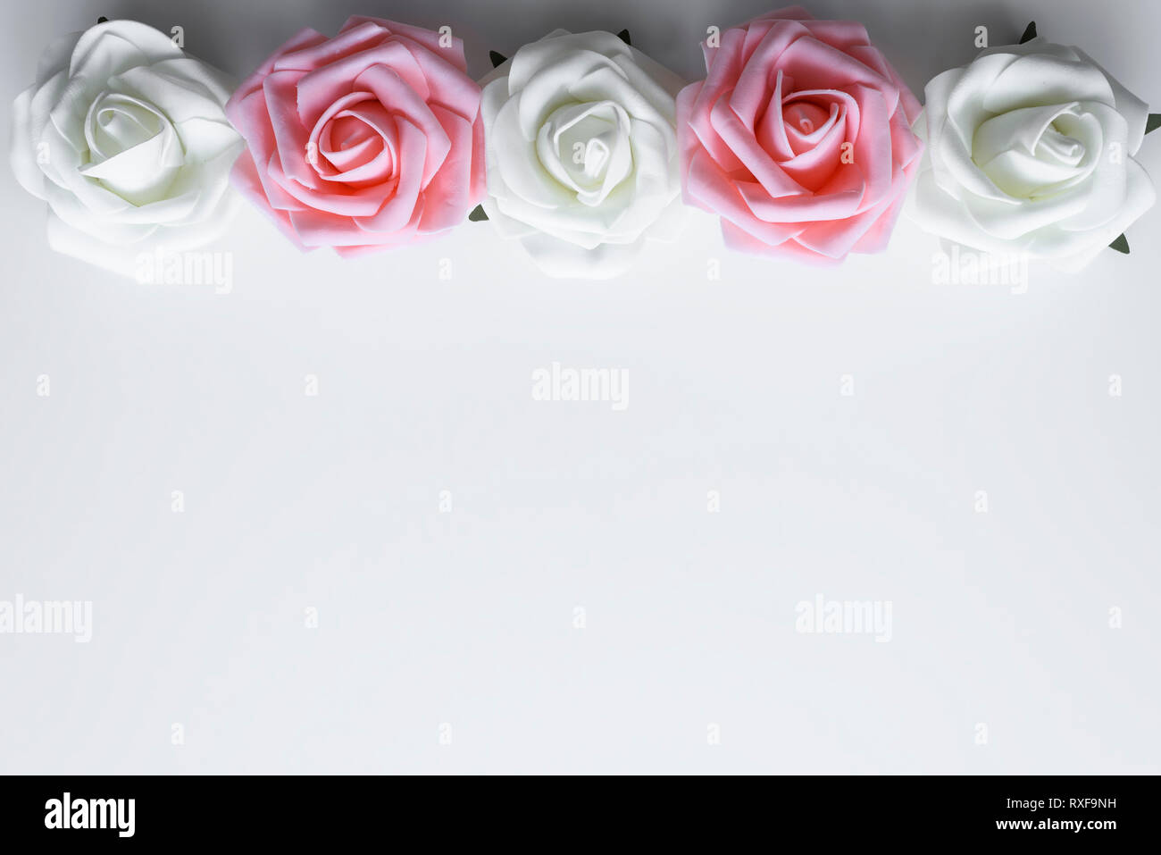 Bellissime Rose in rosa e bianco colore disposti come linea superiore del  telaio. San Valentino o la festa della mamma I fiori decorazione, con copia  spazio su uno sfondo bianco Foto stock -