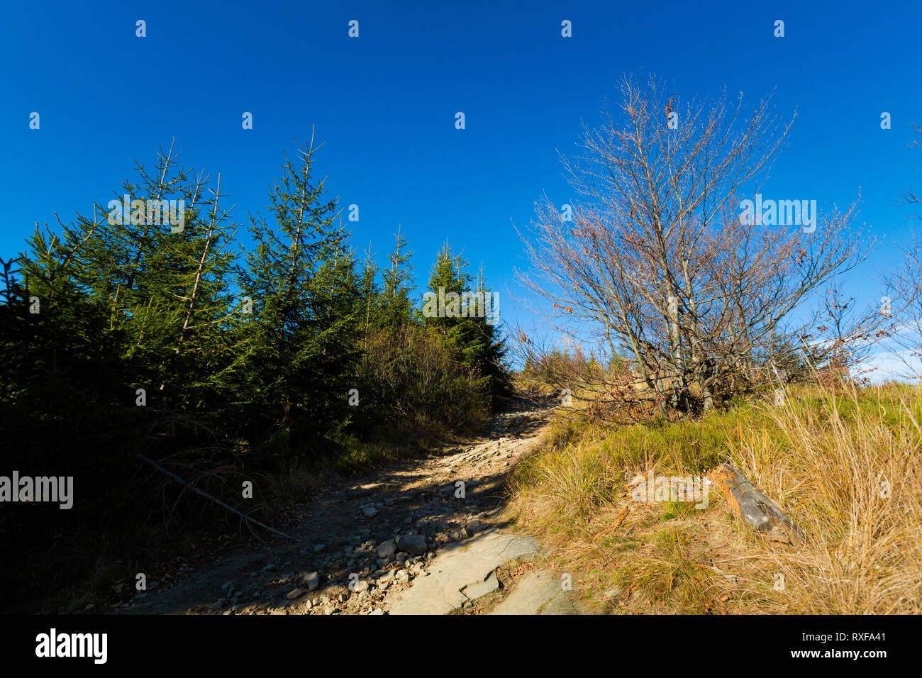 Splendido panorama ripreso in polacco monti Beskidy sul modo di Skrzyczne da Bialy Krzyz e Malinowska Skala durante le giornate di sole. Tappo del paesaggio Foto Stock