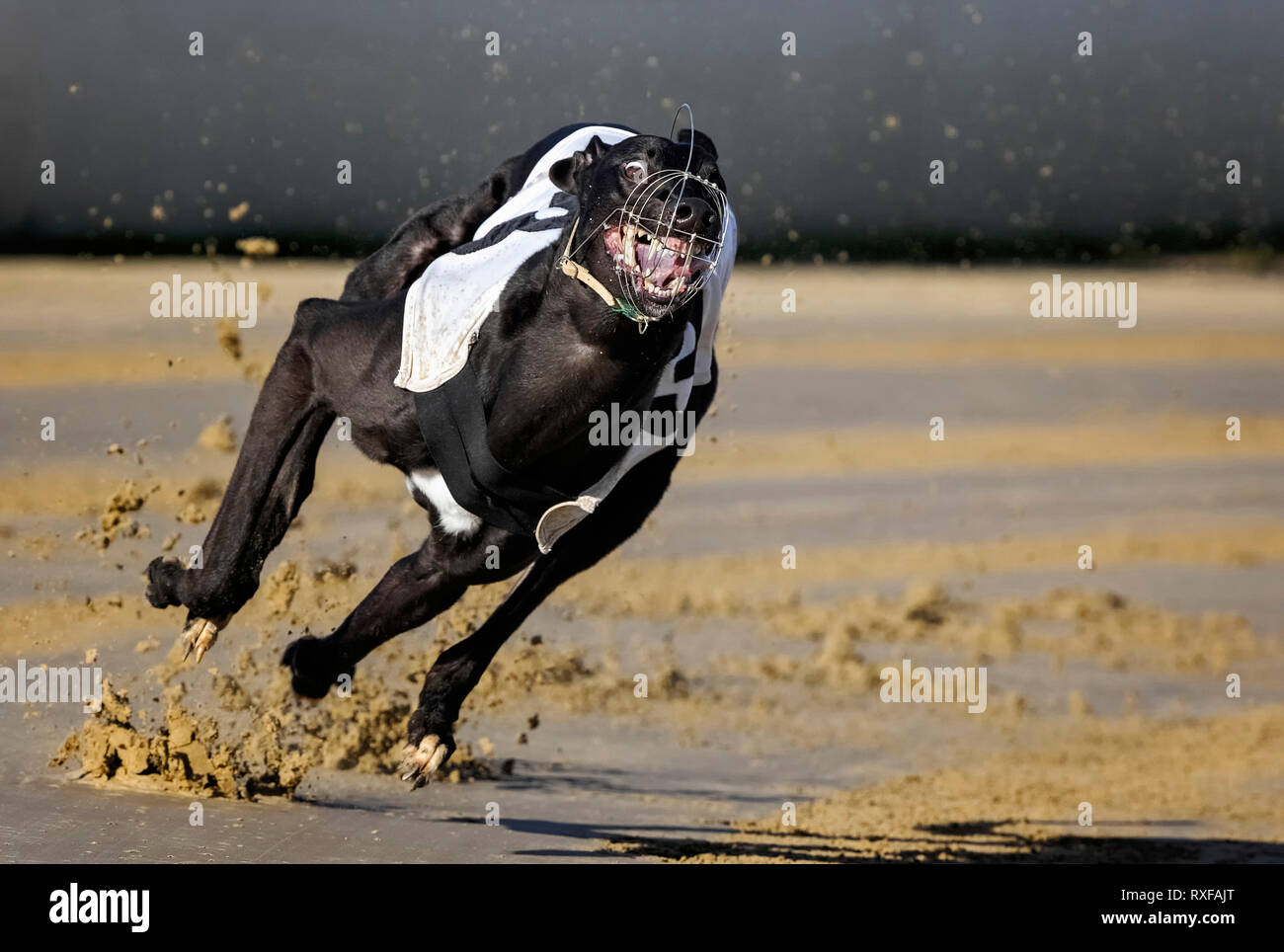 Levriero in esecuzione su un greyhound racing via Foto Stock