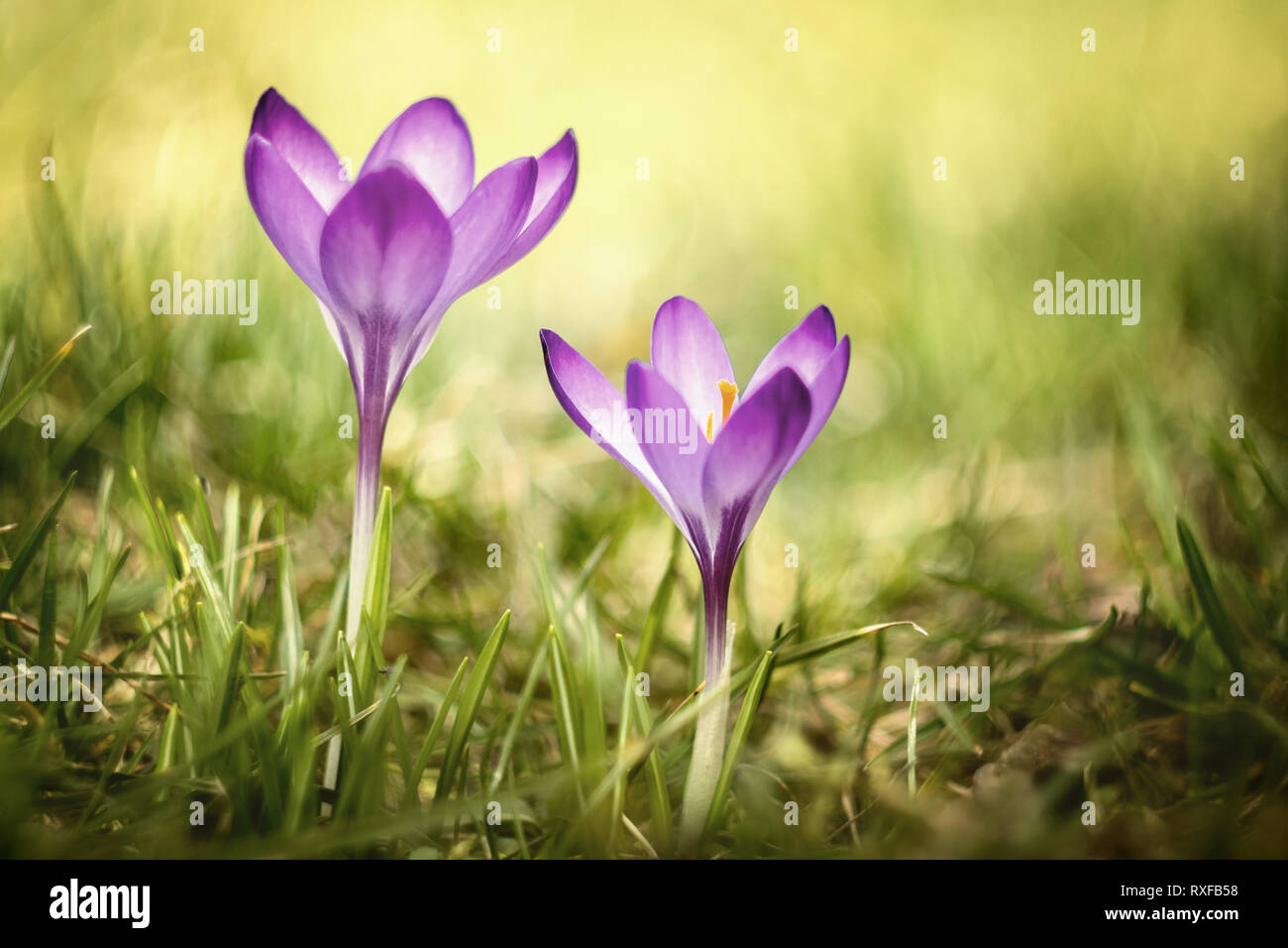 Krokus die Frühlingsblume, zwei Krokusse im Rasen Foto Stock