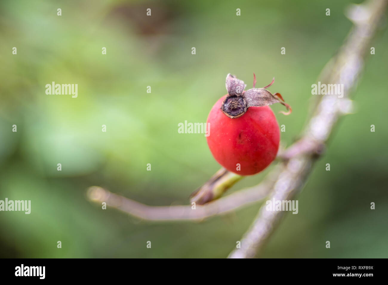 Hagebutte am Zweig mit weichem Hintergrund Foto Stock