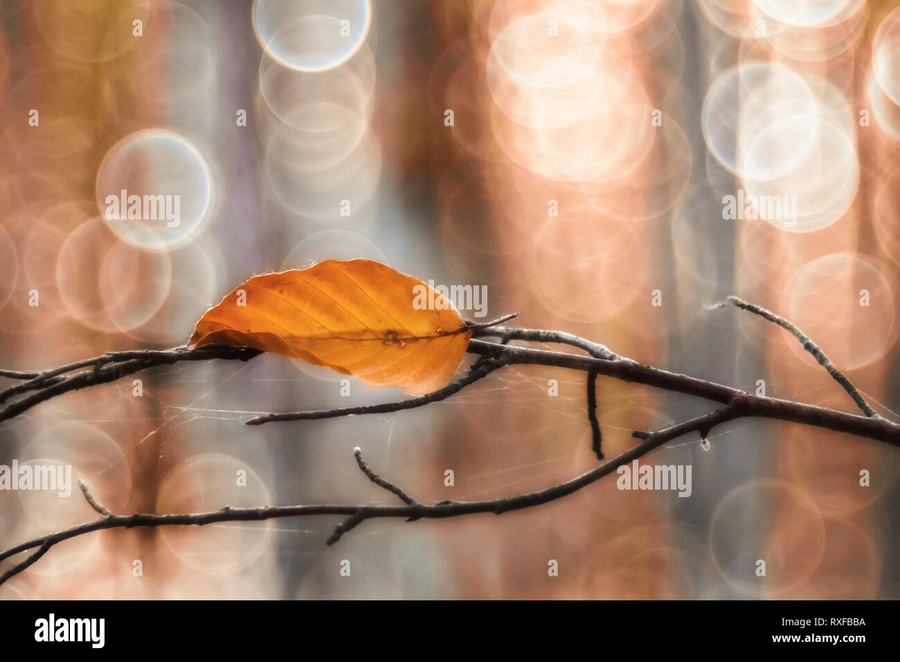 Einzelnes Laub, Blatt un einem Zweig im Sonnenlicht, strukturiertes Altglas Bokeh di fondo Foto Stock