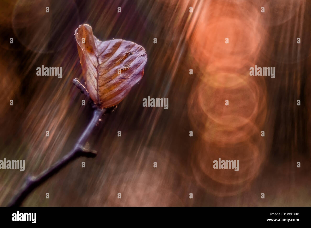 Einzelnes Laub, Blatt un einem Zweig im Sonnenlicht, strukturiertes Altglas Bokeh di fondo Foto Stock