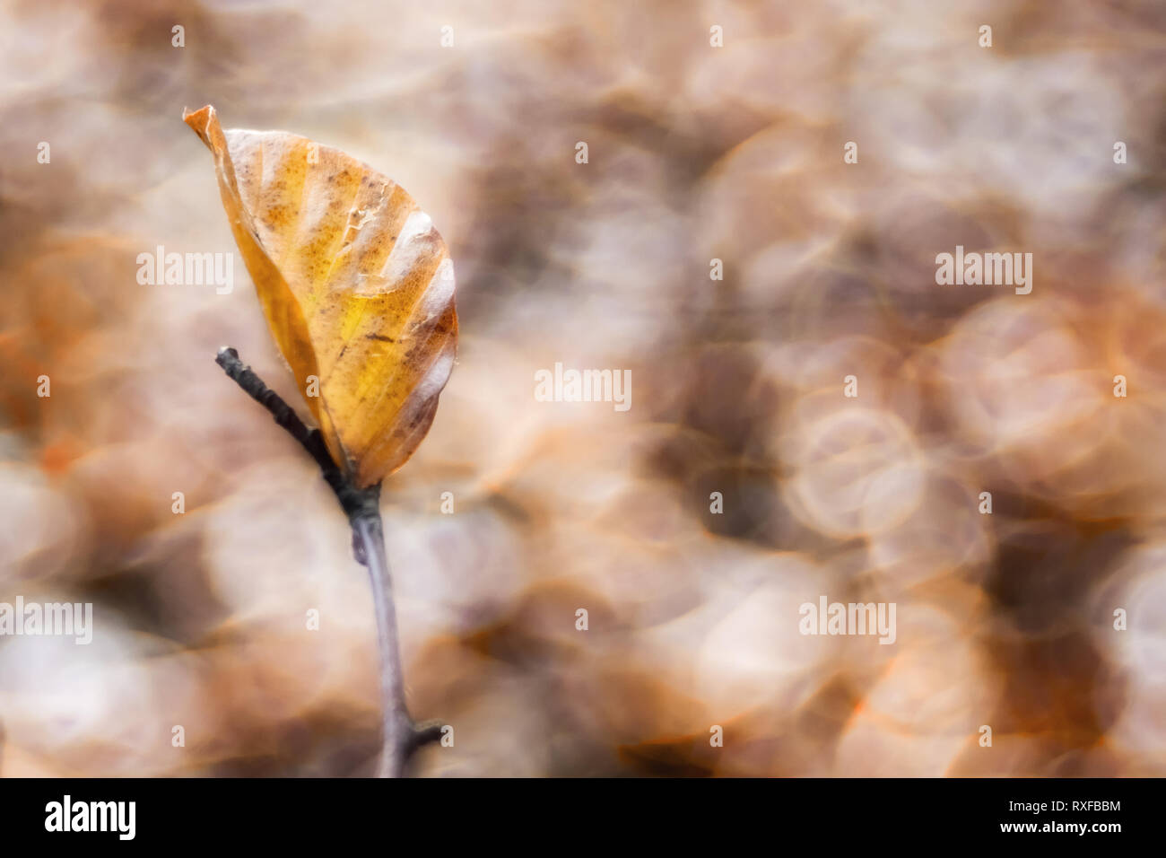 Einzelnes Laub, Blatt un einem Zweig im Sonnenlicht, strukturiertes Altglas Bokeh di fondo Foto Stock