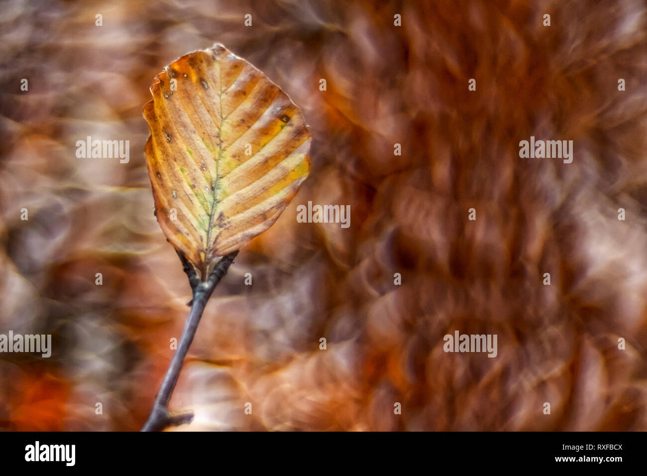 Einzelnes Laub, Blatt un einem Zweig im Sonnenlicht, strukturiertes Altglas Bokeh di fondo Foto Stock