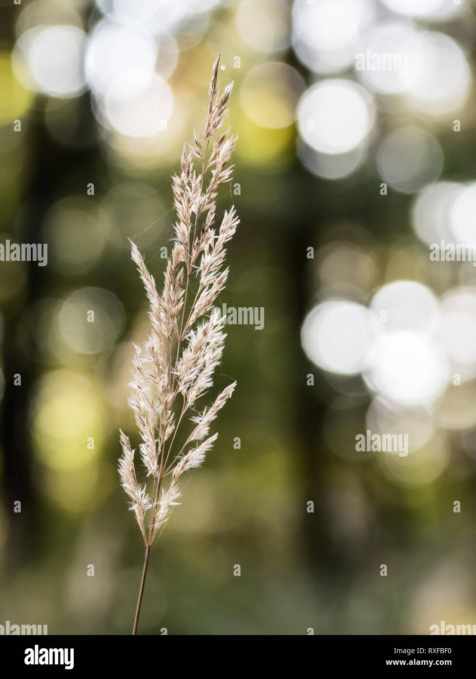 Grashalm im Sonnenlicht mit schönem Blasen Bokeh als Hintergrund Foto Stock
