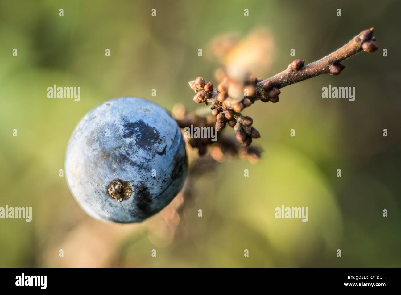 Schlehe, Schlehenbeere un einem Schlehdornzweig im Herbst Foto Stock