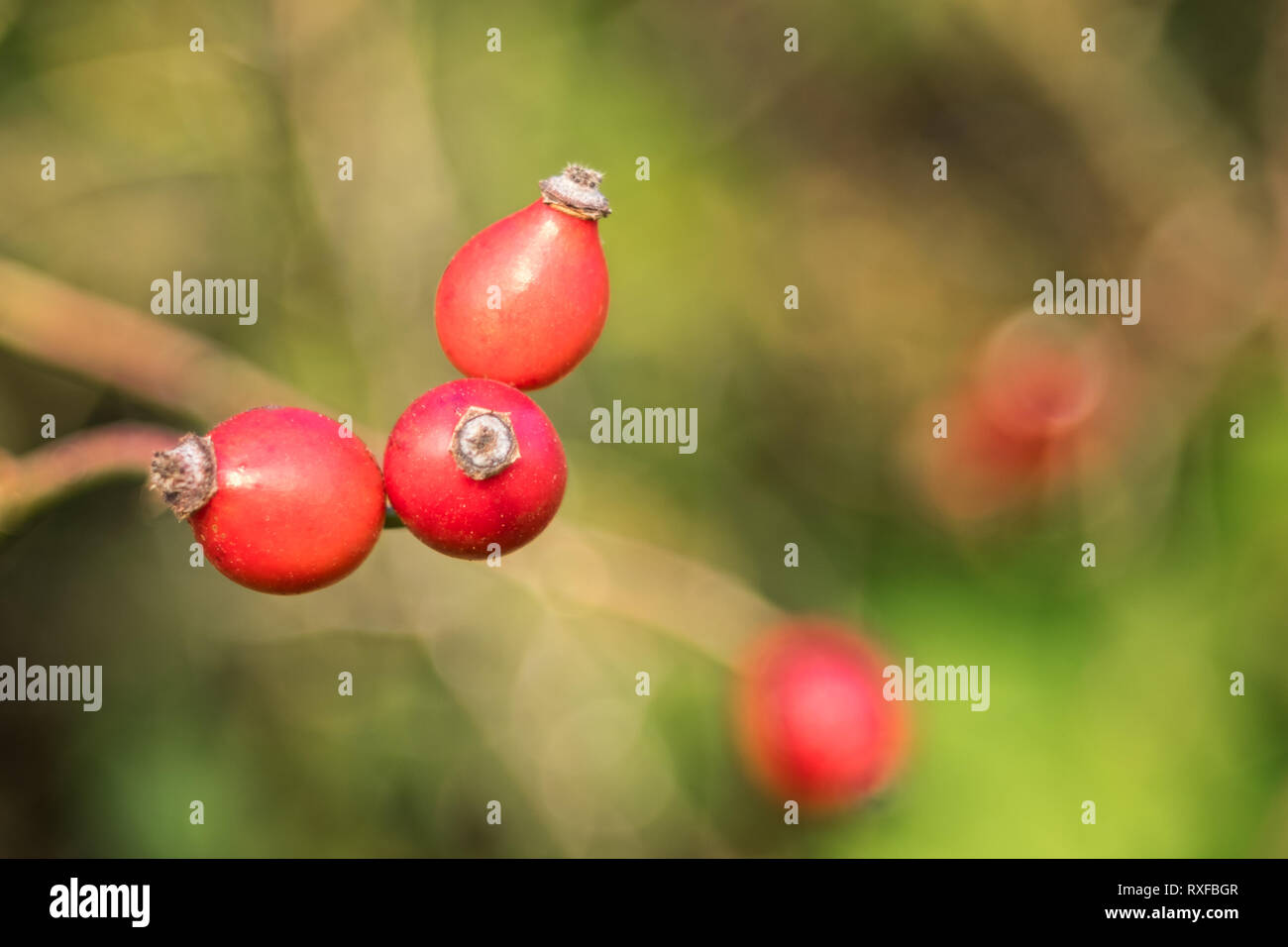 Hagebutten am Zweig mit weichem Hintergrund Foto Stock