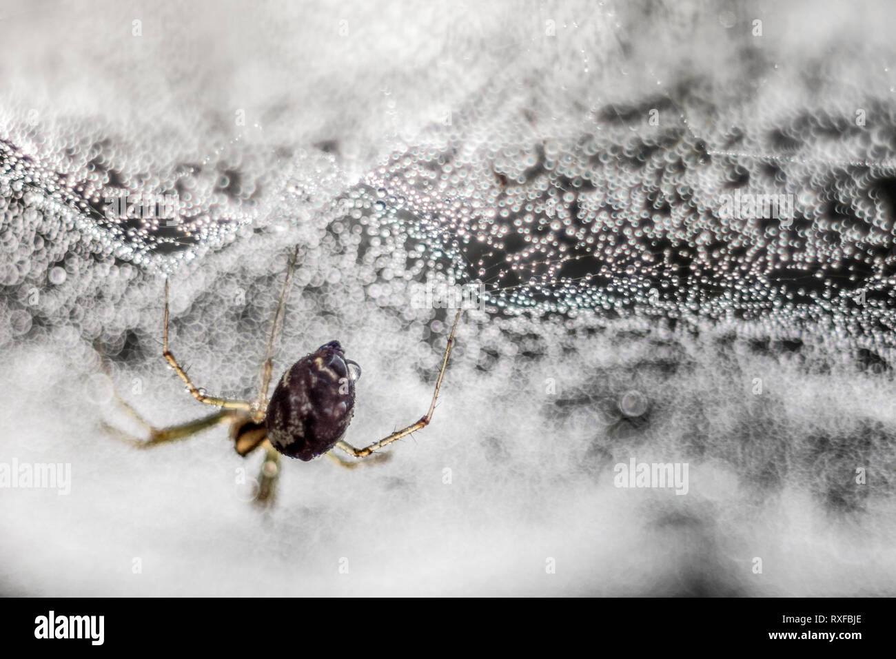 Spinnennetz mit Spinne im "Morgentau", fotografiert Mit einem alten CZJ Tessar Objektiv Foto Stock