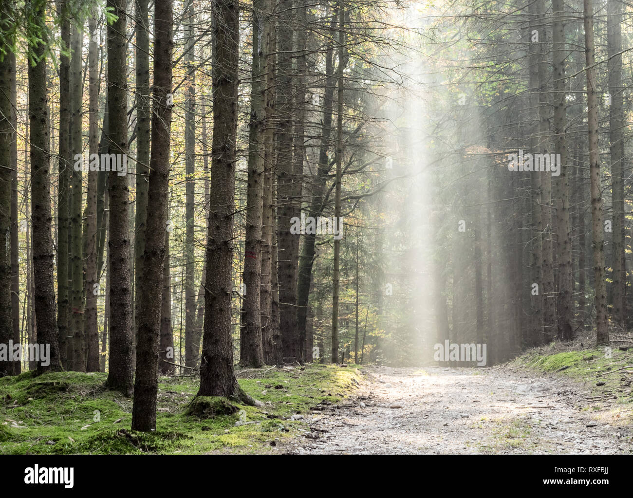 Waldweg von Sonnenstrahlen beleuchtet Foto Stock