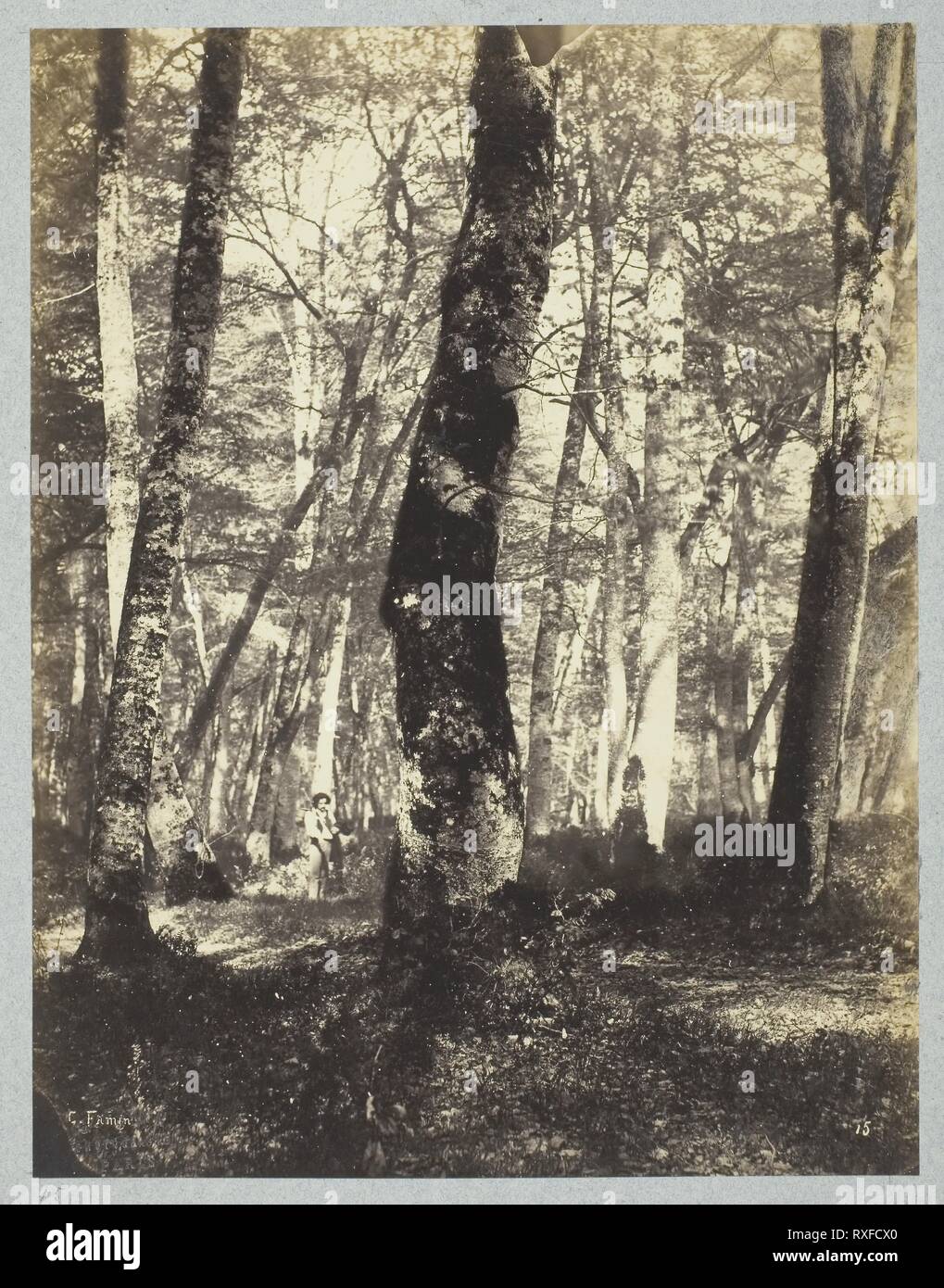 Studio in La foresta di Barbizon. Famin costante; francese, active 1863-1874. Data: 1860-1869. Dimensioni: 25,2 x 19,5 cm (l'immagine/carta); 43,7 × 32,6 cm (mount). Albume stampa. Provenienza: Francia. Museo: Chicago Art Institute. Foto Stock