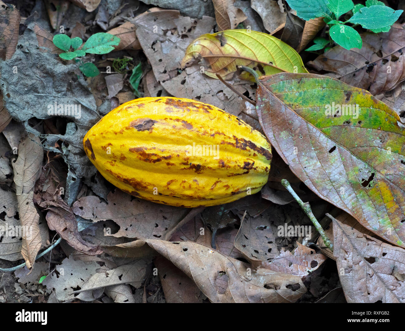 Albero di cacao Theobroma cacao mostra caduti frutti maturi pod Foto Stock