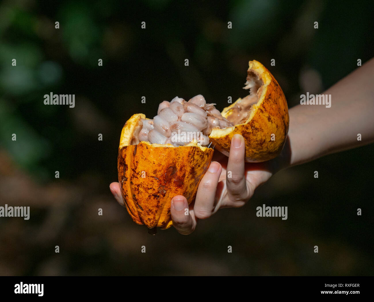 Albero di cacao Theobroma cacao mostra chicchi di cacao Foto Stock