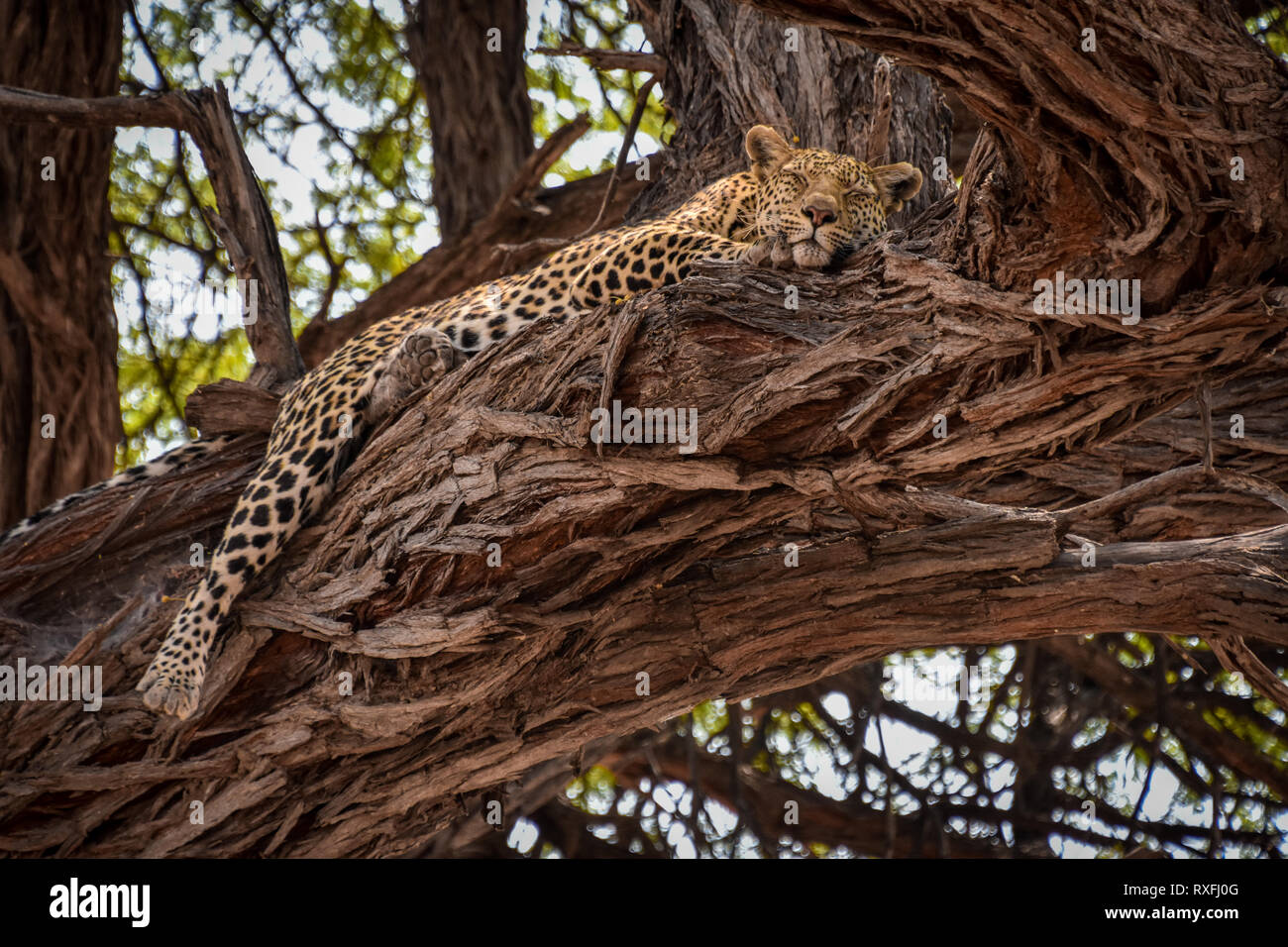 Leopard dormire nella struttura ad albero Foto Stock