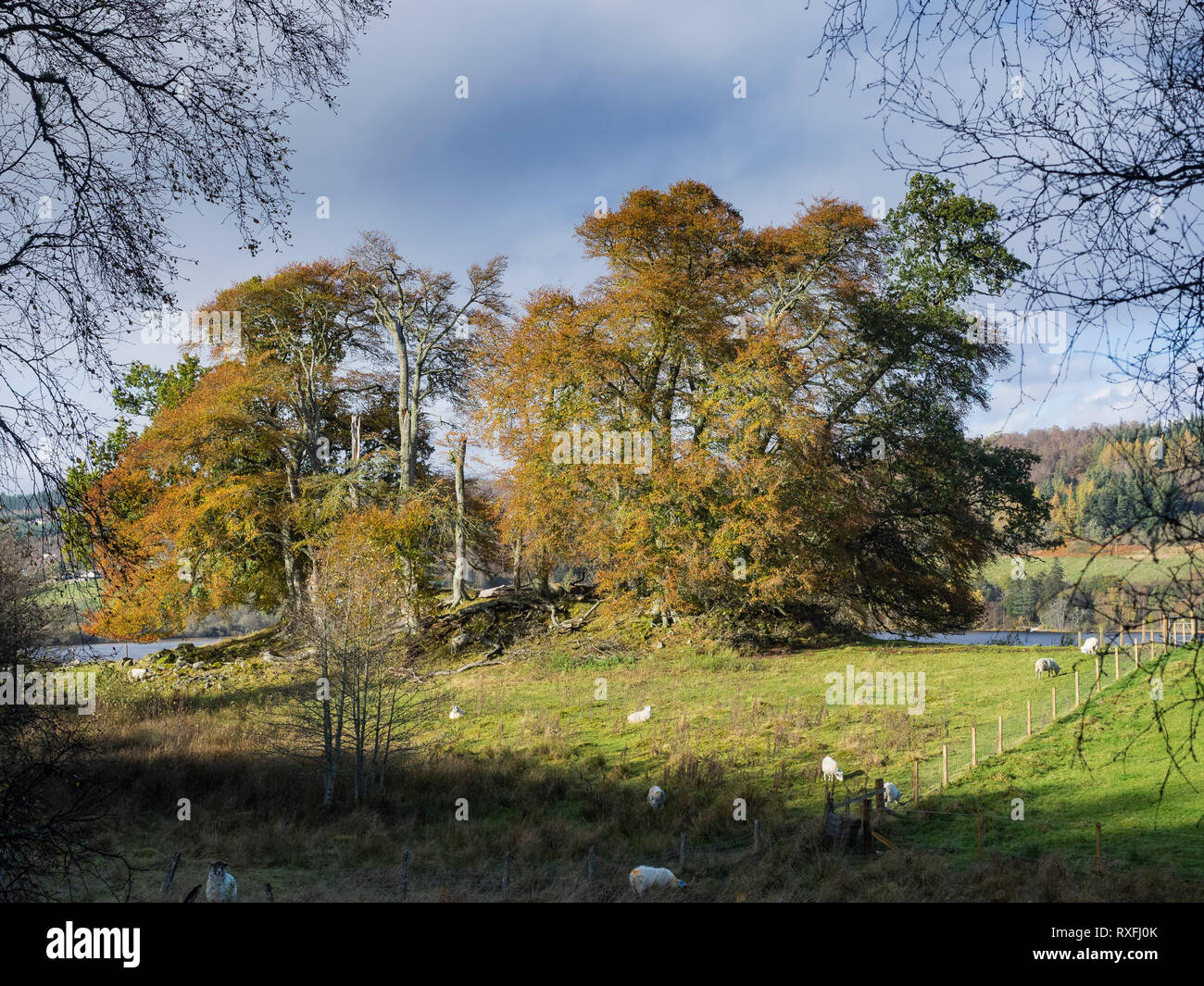 Pecore da un gruppo di alberi in autunno. Glen Urquhart, regione delle Highlands, Scozia Foto Stock
