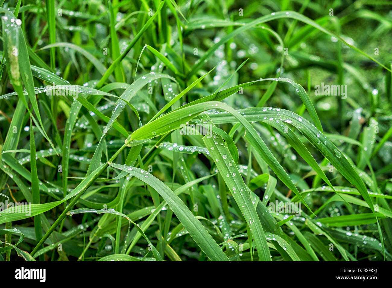 Fresco di erba verde con gocce di acqua Foto Stock