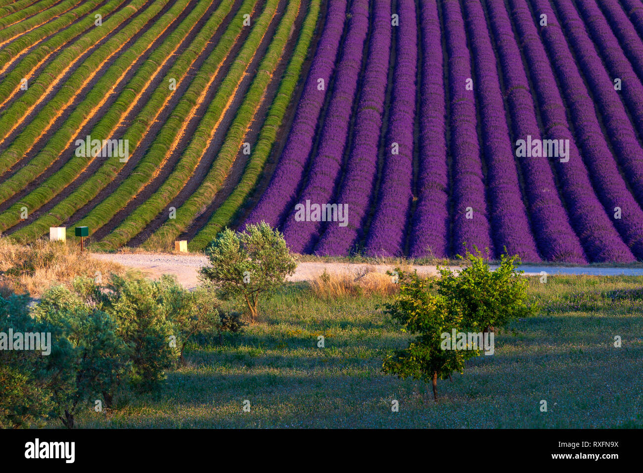 Estate in Provenza. Campi di lavanda a Valensole. Foto Stock