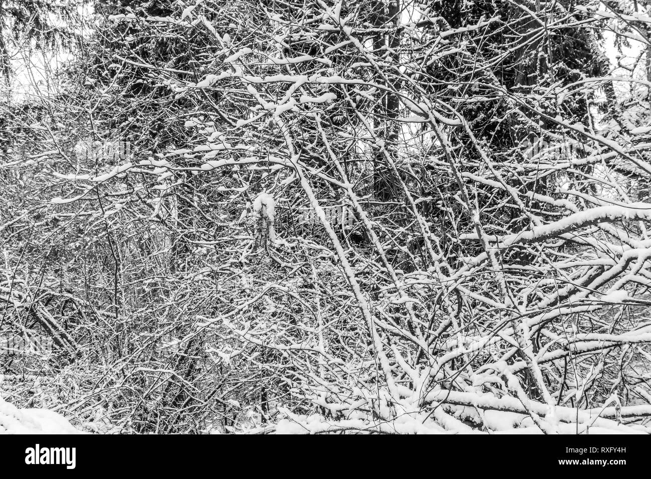 Un abstract colpo di coperte di neve rami nel nord-ovest del Pacifico. Foto Stock