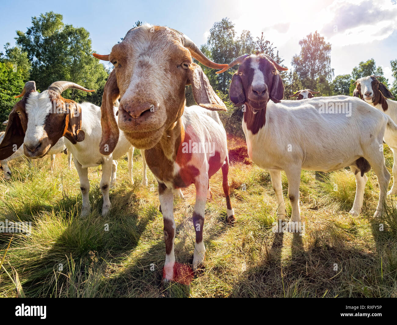 Nahaufnahme einer Ziege und Ziegen im Hintergrund Foto Stock