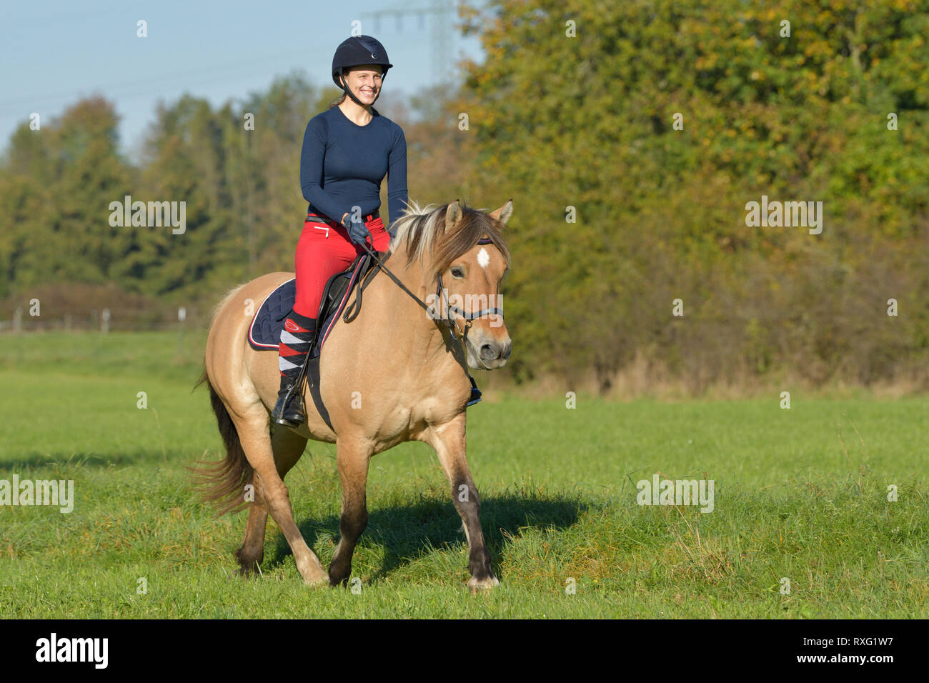 Pilota sul retro di un fiordo norvegese cavallo trotto in autunno Foto Stock